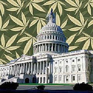 Etat-Unis : Washington va cultiver la marijuana