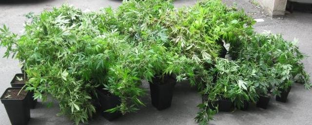 Cannabis thérapeutique : le jardinier part en prison