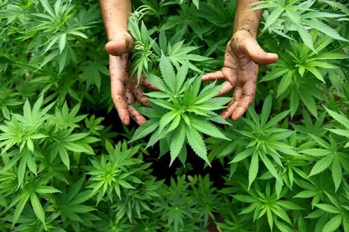 Renaud Colson - Les effets attendus d'une légalisation du cannabis