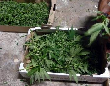 Prison pour les agresseurs d'un cultivateur de cannabis