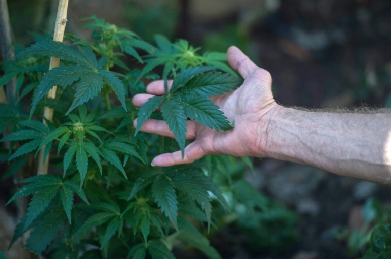 Remède ou drogue: le cannabis "thérapeutique" fait débat en Afrique du Sud.