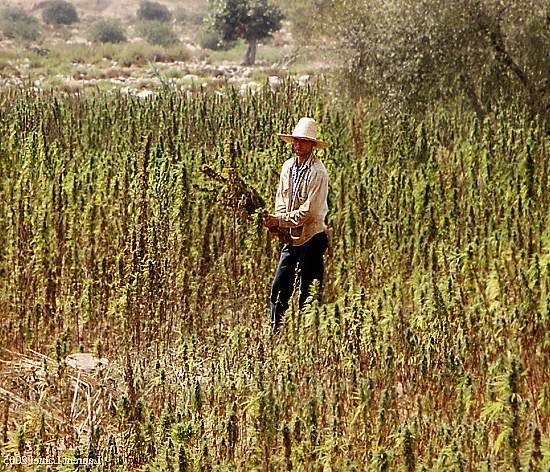 L’UE désigne le Maroc comme principal fournisseur de cannabis