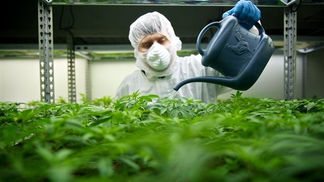 Canada - Légalisation du cannabis : un marché lucratif qui attire les producteurs de fruits et légumes!