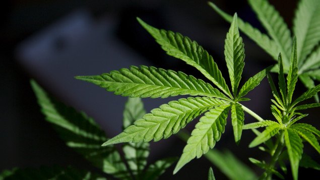 Canada - L’approvisionnement en marijuana du Canada insuffisant, selon le secteur du cannabis