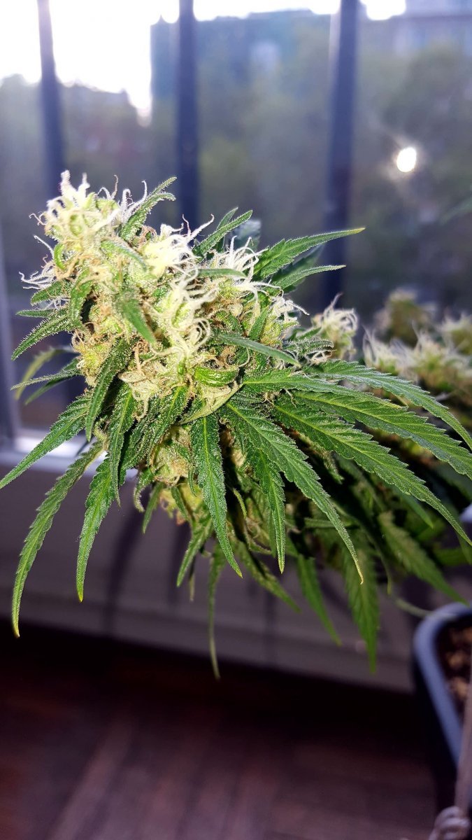 Sugar Black Rose