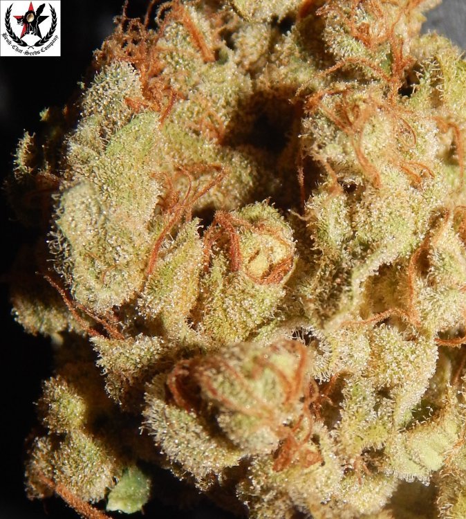 macro4.jpg
