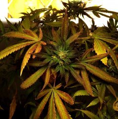 cross/ kandy kush x super thaï skunk reveg