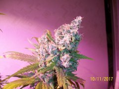jack herer 3