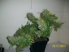 jack herer 2