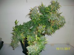 jack herer 1