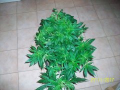 amnésia 2 sortie de son grillage en pot de 18L