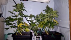 20170707_204901.jpg
