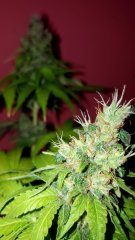 CBD SKUNK HAZE