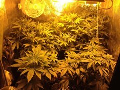 FLO+14 (Supercheese + Vanilla Kush) FLO+10 (Heaven's Fruit) FLO+5 (Holy Grail Kush)