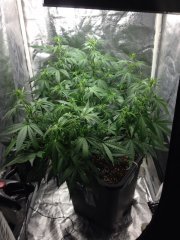 Super Cheese FLO+13