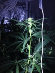 Supercheese FLO+21
