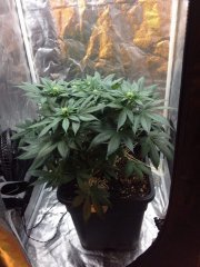 Heaven's Fruit FLO+21