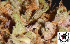 pheno C