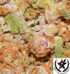 pheno C