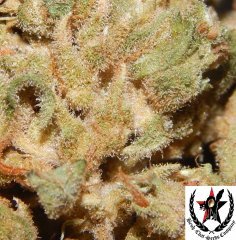 pheno B