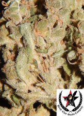 pheno A