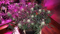 [J+72] [F+35] Critical #1 (RQS)