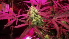 [J+72] [F+35] Critical #1 (RQS)