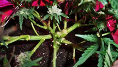 [J+72] [F+35] Critical #1 (RQS)