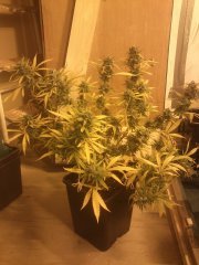 Jack Herer