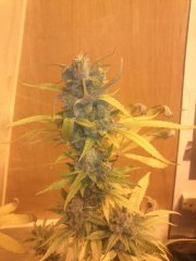 Jack Herer