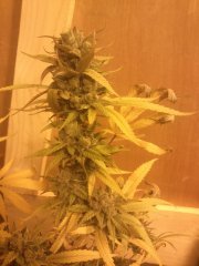 Jack Herer