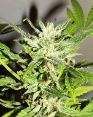 og f2