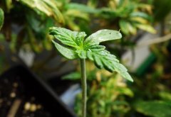 OG F2 surprise