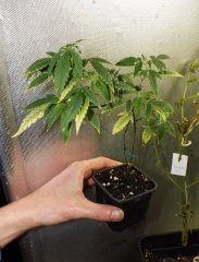 Fredo Mon Pied Père Jack Herer