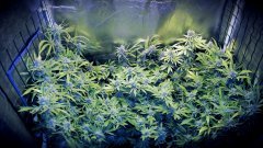 FLO+60 ouverture.jpg