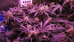 [J+77] [F+40] Isled Cro/Flo 93w V2.5 (3)