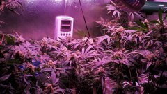 [J+77] [F+40] Isled Cro/Flo 93w V2.5 (4)