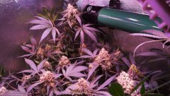 [J+77] [F+40] Isled Cro/Flo 93w V2.5 (5)