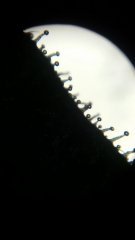 Les trichomes sortent à la pleine Lune