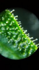 Macro x60