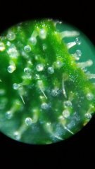 macro x60