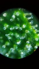 macro x60