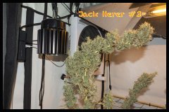 Jack Herer #3