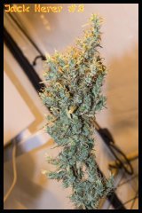 Jack Herer #3