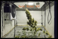 Jack Herer #5