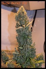 Jack Herer #5