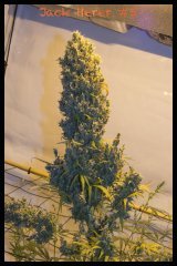Jack Herer #5