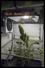 Jack Herer #5