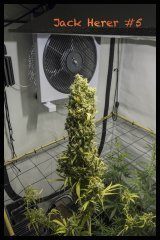 Jack Herer #5