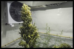 Jack Herer #5